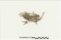 藏品(棉苔科)的圖片